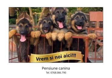 Pensiune canină, dresaj și socializare