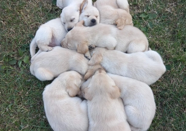 7 catei de rasa pura labrador cauta o noua casa!